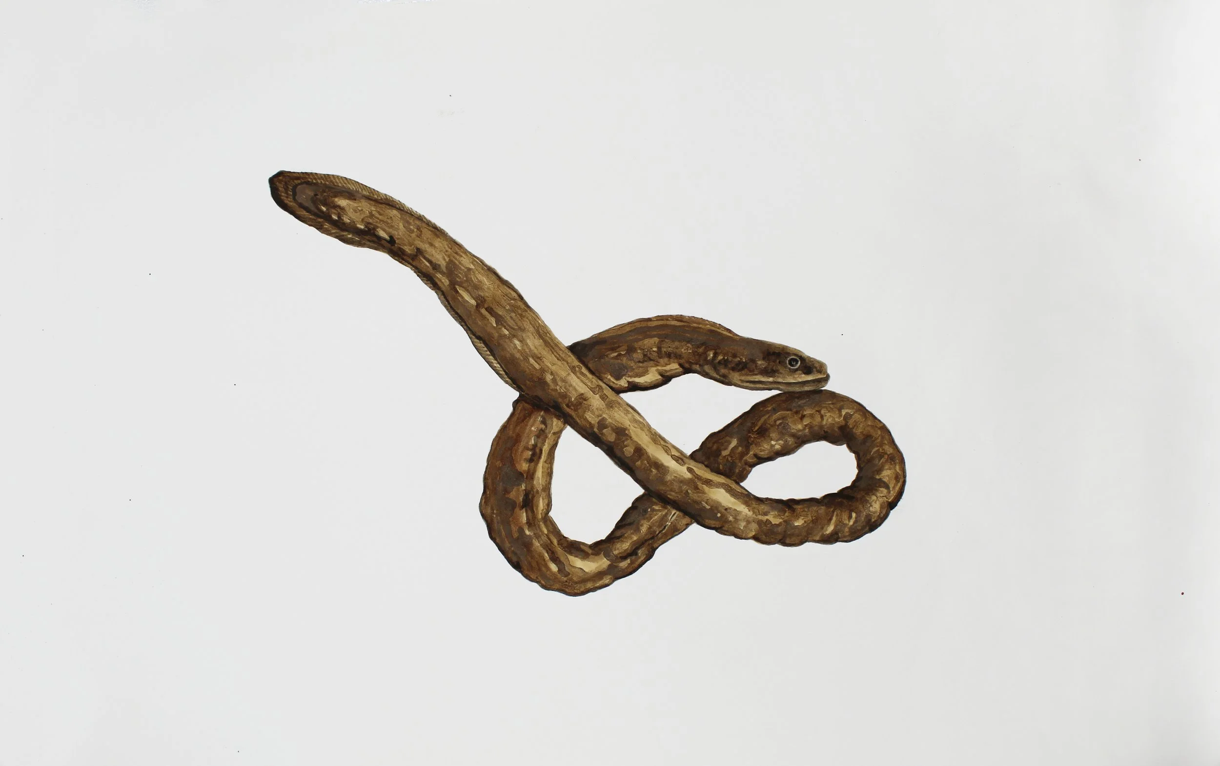 MIA Redface Morray Eel. 2020. 22.25 by 36.25 inches. Mixed media with Deepwater Horizon source crude oil, Taylor/ MC20 source crude, contaminated marshland sediment with oil, anaerobic bacteria and iron oxide, and COREXIT 9500A (dispersant) on Arches