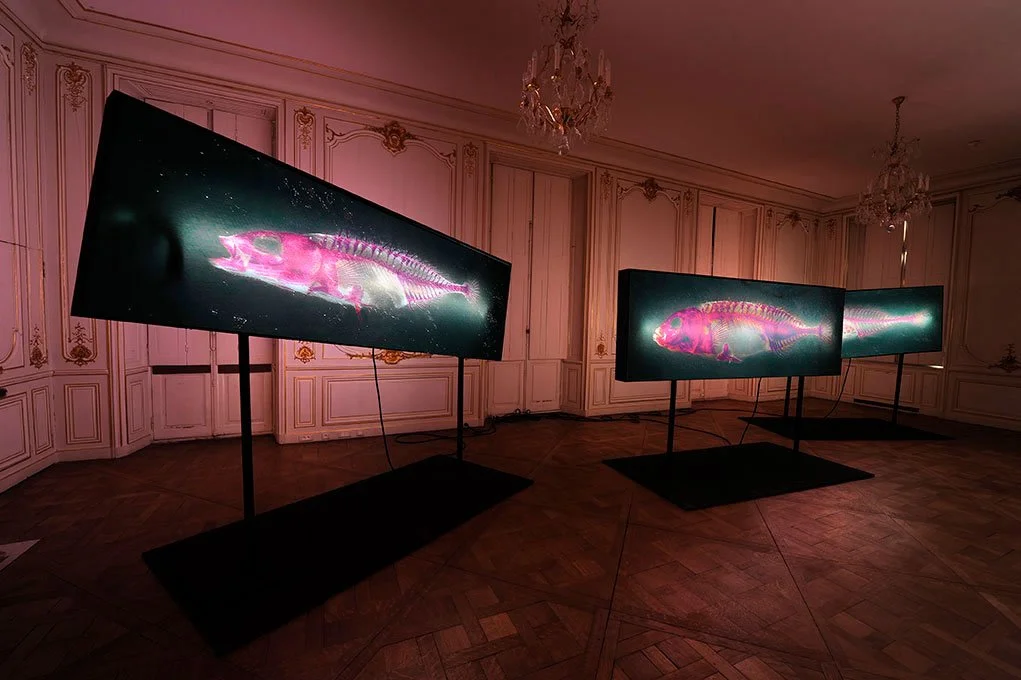 Overview. 2012/2013. Duratrans prints on double sided light-boxes. 1 meter by 3 meters each. Photo by Laurence Godart