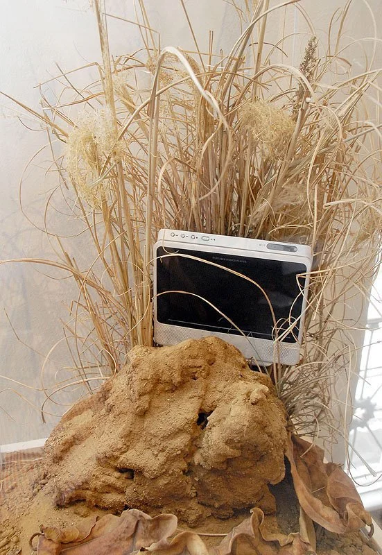 Tropical Dry Forest Displacement. 2006/2007. Mixed Media Sculpture with video by Valerie Druguet and David Rosane