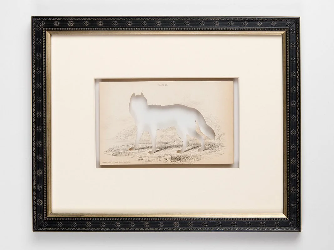 brandon_ballengee_frameworks_rip_falkland_island_wolf_after_colonel_charles_hamilton_smith.jpg