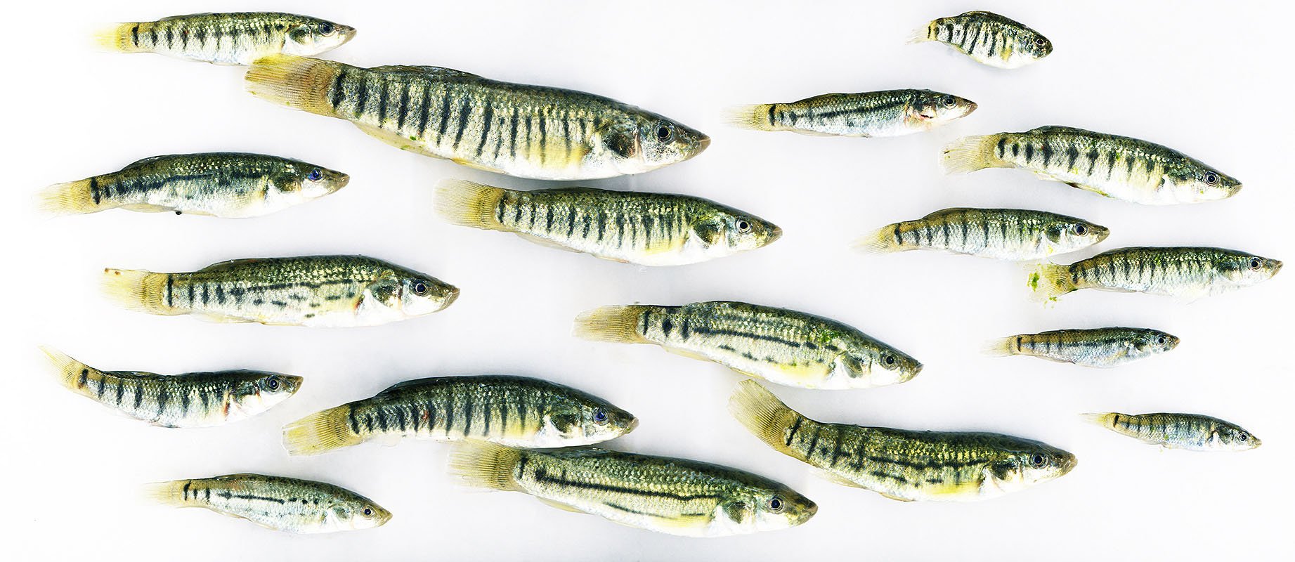 Striped killifish, Fundulus majalis. 2003. Unique digital C-print mounted on plexiglas. 10.5 x 24 in.