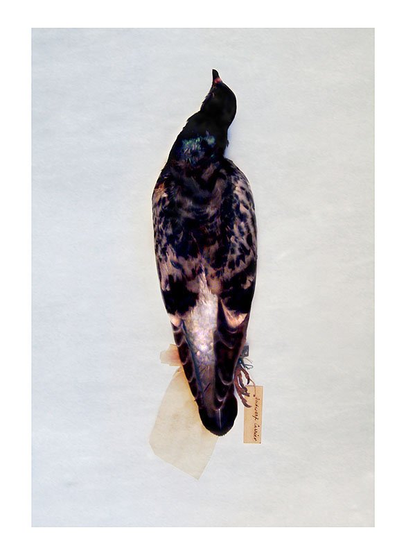 DP 10.2: Antwerp Carrier (verso). 2003/09. Unique pigmented ink prints on watercolor paper. 30.25 x 22.5 inches