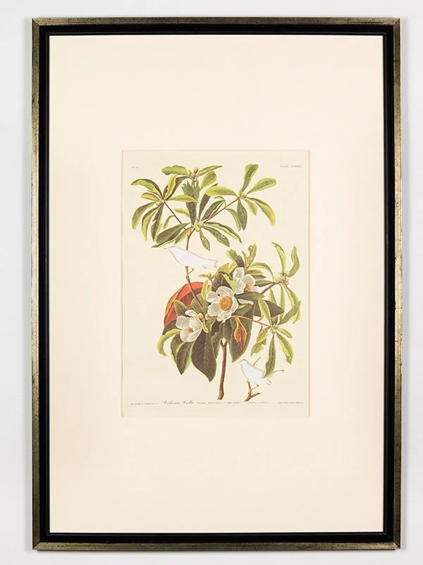 brandon_ballengee_frameworks_rip_bachmans_warbler_after_john_james_audubon.jpg