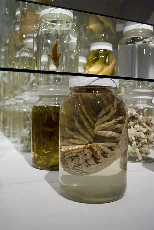 Collapse (Detail). Installed at Ronald Feldman Fine Arts, New York, NY, 2012. Mixed-media installation including 26,162 preserved specimens representing 370 species. Glass, Preffer and Carosafe preservative solutions. 12 x 15 x 15 feet. In collaborat