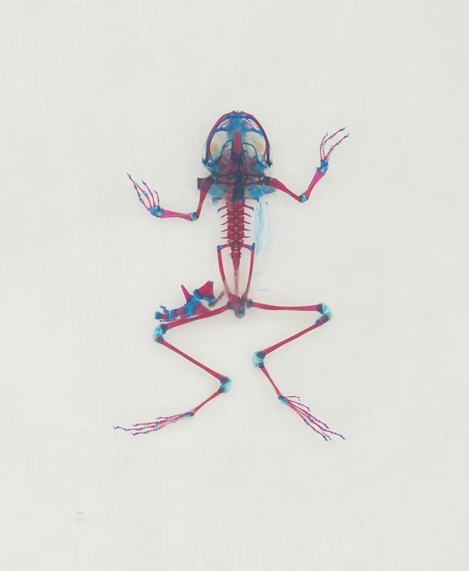 DFB 31: Arcás. 2008. Unique digital-C print on watercolor paper. Cleared and stained Pacific tree frog collected in Aptos, California in scientific collaboration with Stanley K. Sessions. Title by the poet KuyDelair. 46 x 34 in.