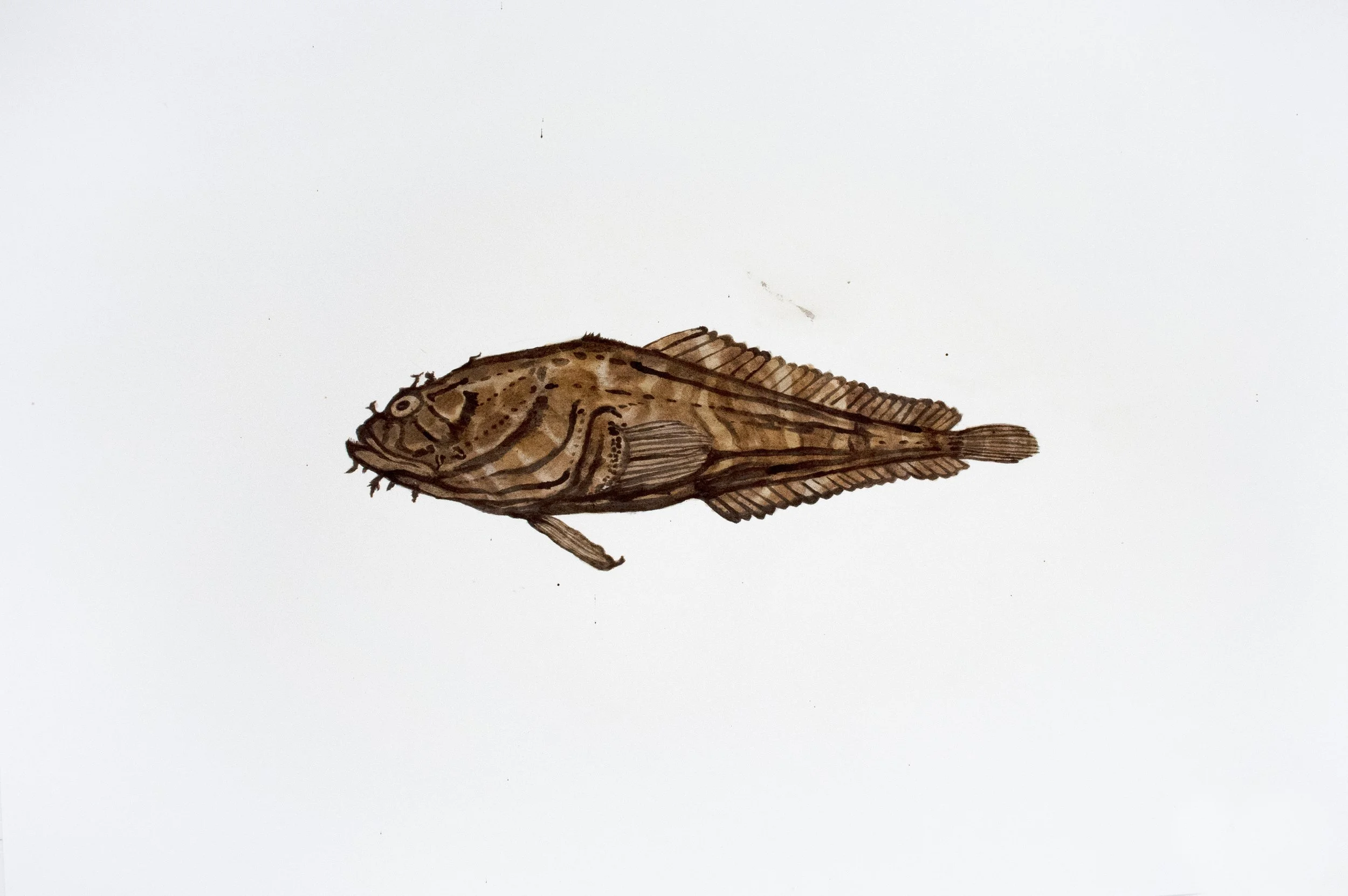 MIA Reticulated Toadfish. 2020-21.  Mixed media with DeepwaterHorizon source crude oil, Taylor/ MC20 source crude, contaminated marshland sediment with oil, anaerobic bacteria and iron oxide, and COREXIT 9500A (dispersant) on Arches hot press waterco