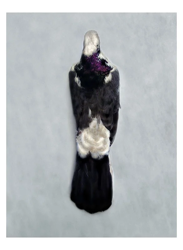 DP 9.2: Fantail Amoy from Swinhoe (verso). 2003/09. Unique pigmented ink prints on watercolor paper. 30.25 inches by 22.5 inches.