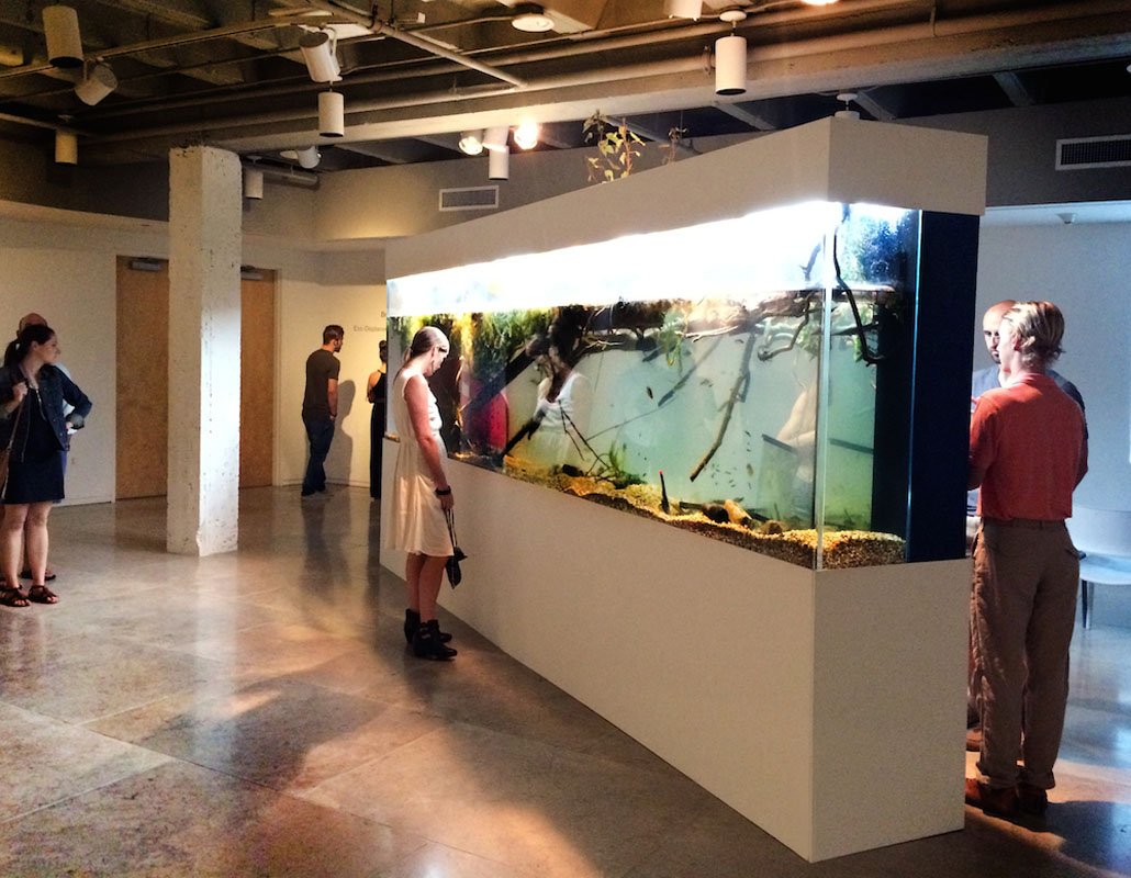 Mississippi Delta Eco-Displacement. Installed at Acadiana Center for the Arts, Lafayette, LA, 2014. Aquatic organisms, detritus. 8 x 16 x 2 feet.