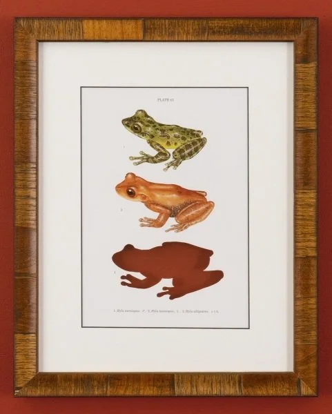 RIP Oaxaca Treefrog and Blue-Eyed Aquatic Treefrog: After David M. Dennis, 2001/2018, Artist cut and burnt SSAR Benefit Folio chromolithograph, ashes, and etched funerary urn, 15 1/4 x 12 1/4 x 7/8 inches