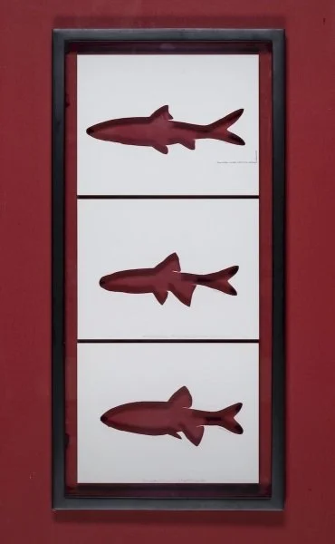 RIP Clear Lake Splitail, Rio Grande Bluntnose Shinerand Stumptooth Minnow: After Sarah Fink, 1985/2015, Artist cut and burnt signed artist proofs, etched glass urn, and ashes, 19 1/8 x 14 1/8 inches