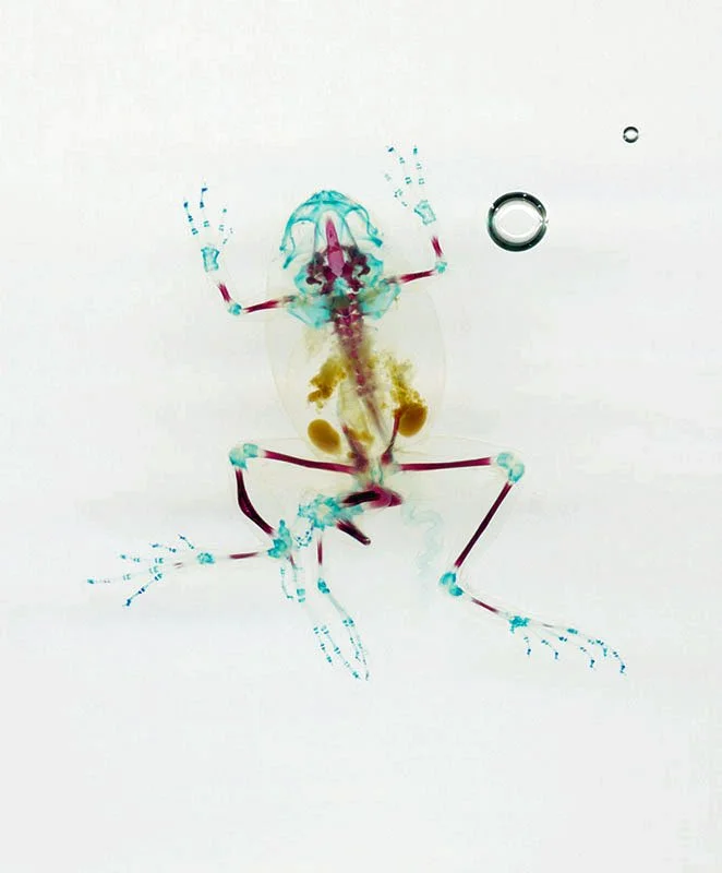 DFA 8: Deméter. 2003/07. Unique digital-C print on watercolor paper. Cleared and stained Pacific tree frog collected in Aptos, California in scientific collaboration with Stanley K. Sessions. Title by the poet KuyDelair. 46 x 34 in.