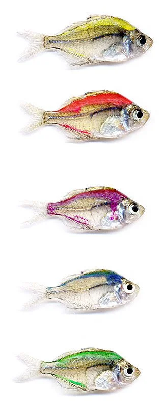Painted Glow in the Dark tetra or Glassfish. Injected with Phosphorescent Dye. Tropical Island Petstore, Flushing, NY, USA. 2003. Exhibited at The International Center for Photography, New York, NY, USA, 2003. In scientific collaboration with in coll