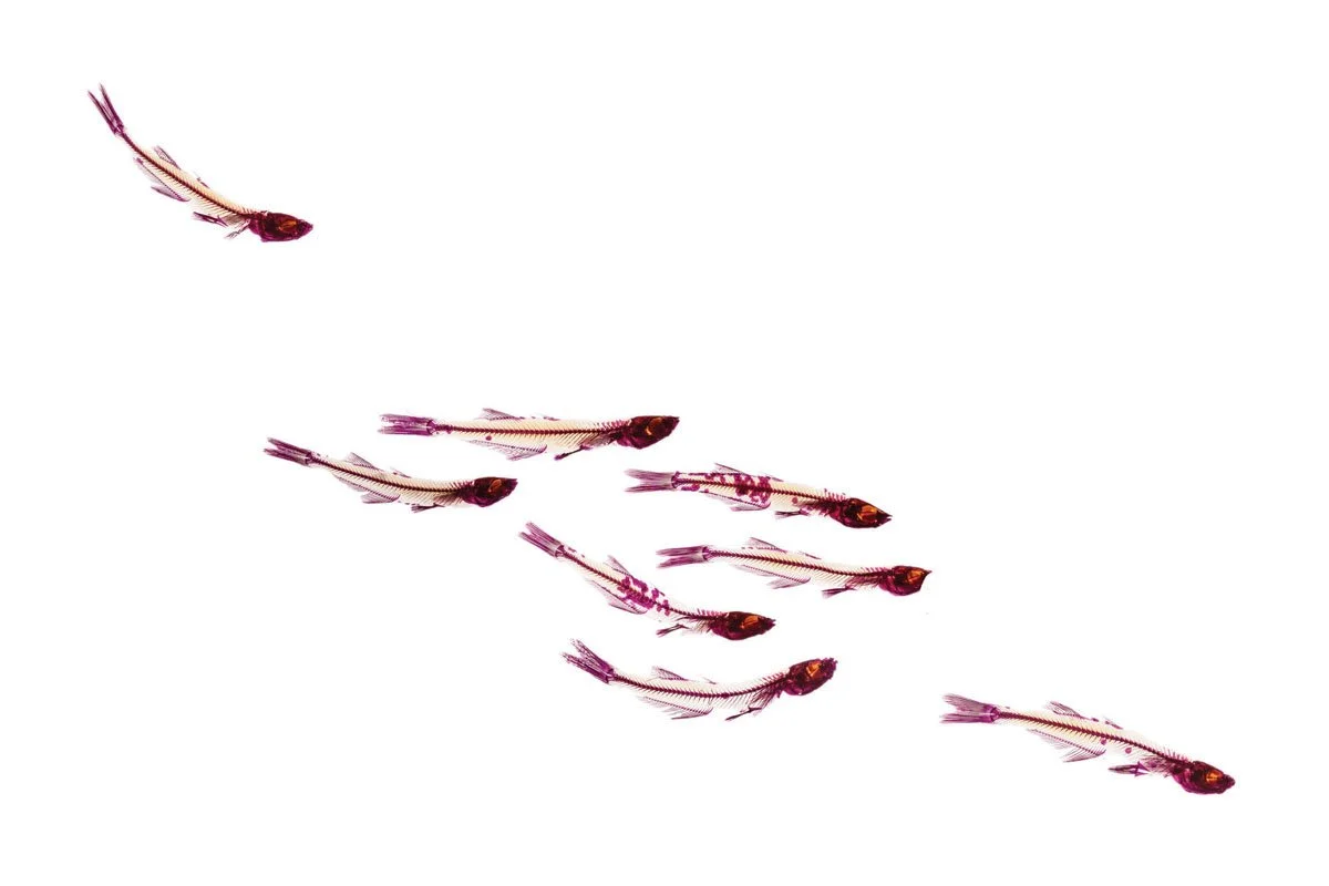 RIP Gulf Silversides. 2014. Giclée print on handmade Japanese rice paper in an edition of 13. 18 by 24 inches each.