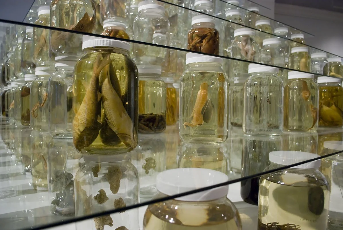 Collapse (Detail). Installed at Ronald Feldman Fine Arts, New York, NY, 2012. Mixed-media installation including 26,162 preserved specimens representing 370 species. Glass, Preffer and Carosafe preservative solutions. 12 x 15 x 15 feet. In collaborat