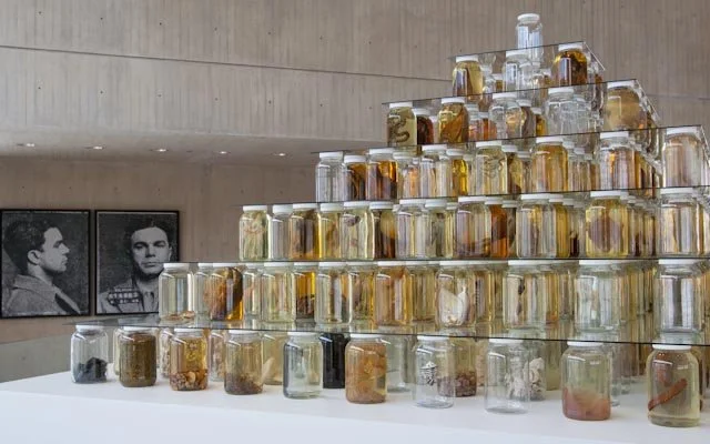 Collapse. Installed at Herbert F. Johnson Museum of Art, Cornell University, Ithaca, NY, 2014. Mixed-media installation including 26,162 preserved specimens representing 370 species. Glass, Preffer and Carosafe preservative solutions. 12 x 15 x 15 fe