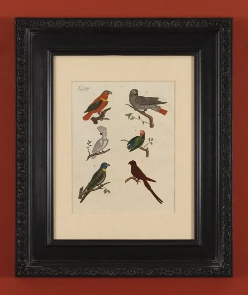 RIP Seychelles Parakeet: After Friedrich Justin Johann Bertuch, 1801/2016, Artist cut and burnt hand colored copper engraving, ashes, and etched funerary urn, 18 3/4 x 15 3/4 x 2 3/8 inches