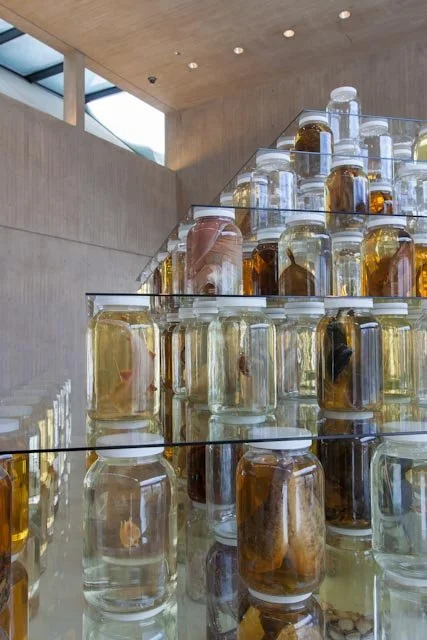 Collapse. Installed at Herbert F. Johnson Museum of Art, Cornell University, Ithaca, NY, 2014. Mixed-media installation including 26,162 preserved specimens representing 370 species. Glass, Preffer and Carosafe preservative solutions. 12 x 15 x 15 fe