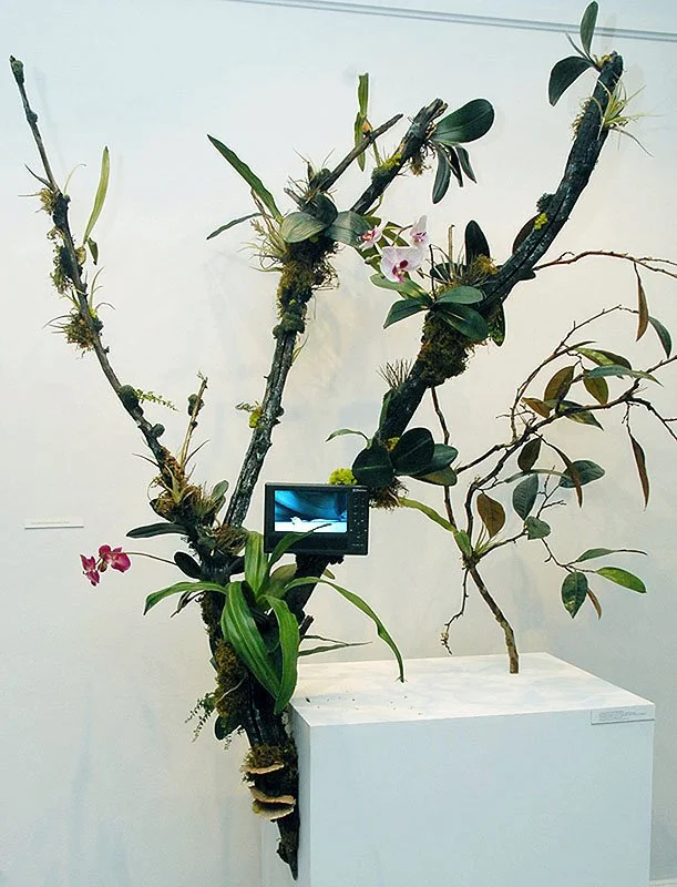 Tropical Dry Forest Displacement. 2006/2007. Mixed Media Sculpture with video by Valerie Druguet and David Rosane