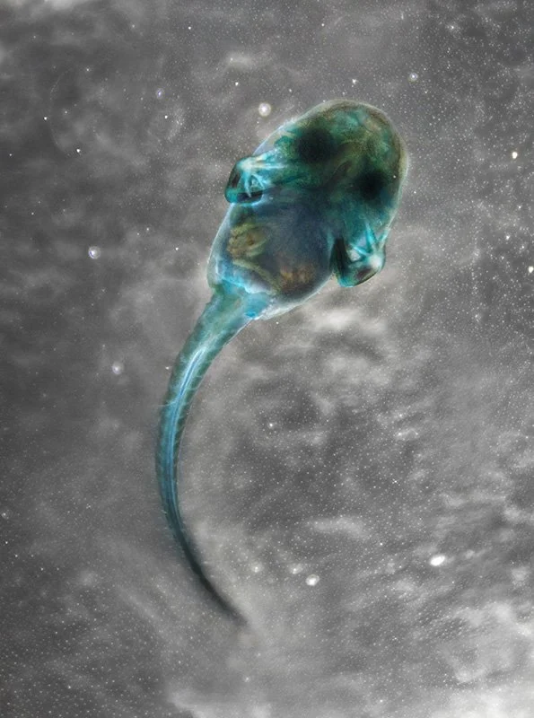 DFA 200: Artemis. 2013. Unique digital-C print on watercolor paper. Cleared and stained peri-metamorphic European common toad collected in Chamarande, France. 46 x 34 in.