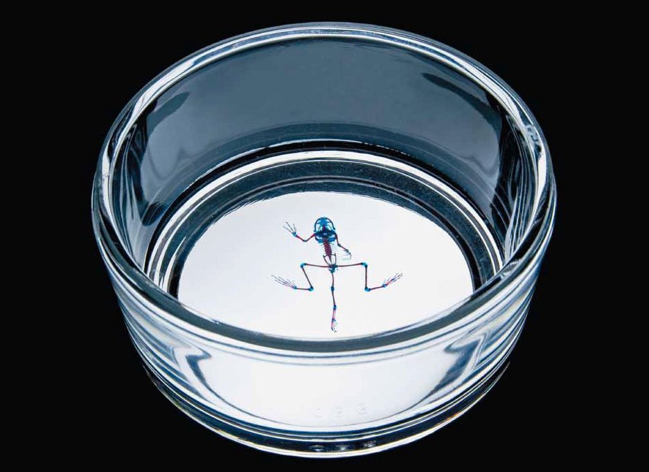 Styx: Variation XI. 2012. Georg-Kolbe-Museum, Berlin, Germany. Mixed media installation with 5 cleared and stained Pacific treefrogs on sculptural light-box. In scientific collaboration with Stanley K. Sessions. Photograph by Dr. Marc Wellmann.