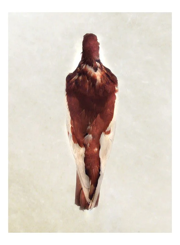 DP 15.2: Red Magpie Tumbler (verso). 2003/09. Unique pigmented ink prints on watercolor paper. 30.25 inches by 22.5 inches.