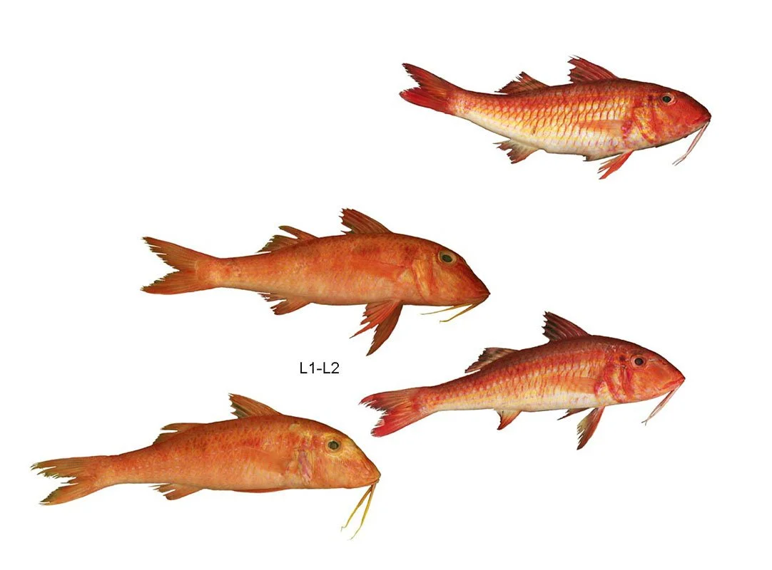 Goatfish species. Queens Museum of Art, Queens, NY, 2001.