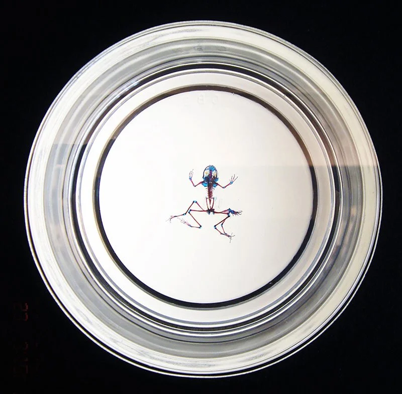 Styx: Variation I. 2007. Yerba Buena Center for the Arts, San Francisco, California, USA. Mixed media installation with 9 cleared and stained Pacific treefrogs on sculptural light-box. In scientific collaboration with Stanley K. Sessions. Photograph 