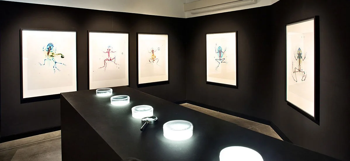 Styx: Variation Vl. 2010. Parco Arte Vivente (PAV), Centro D’Arte Contemporanea, Torino, Italy. Mixed media installation with 9 cleared and stained Pacific treefrogs on sculptural light-box. In scientific collaboration with Stanley K. Sessions. Photo