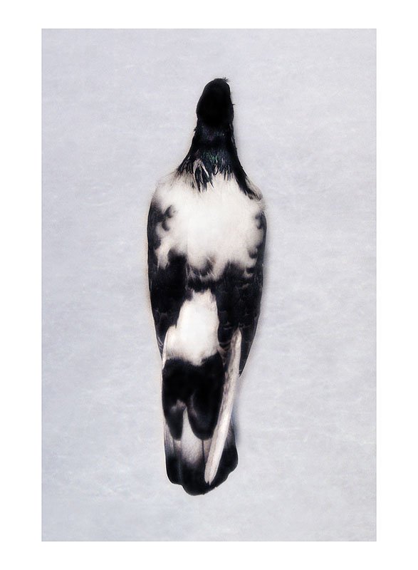DP 1.2: Dovecote Pigeon from Foochow (verso). 2003/09. Unique pigmented ink prints on watercolor paper. 30.25 x 22.5 inches