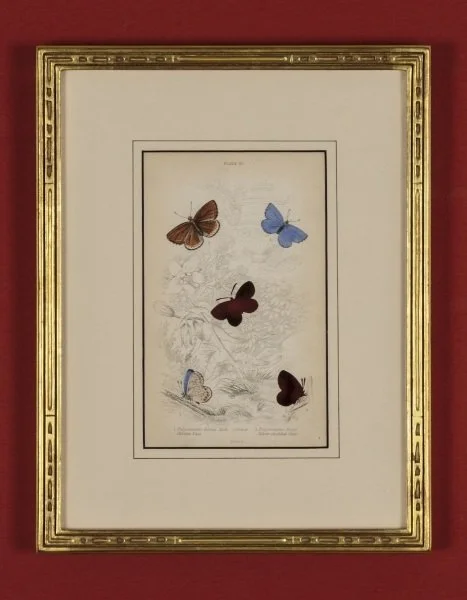 RIP Cubrian Silver-Studded Blue Butterfly: After William Lizars, 1835/2017, 6 1/2 x 4 in
