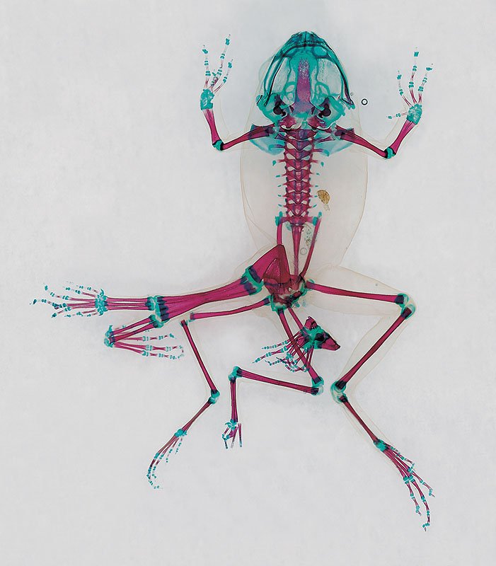 DFA 18: Triton. 2001/07. Unique digital-C print on watercolor paper. Cleared and stained Pacific tree frog collected in Aptos, California. In scientific collaboration with Stanley K. Sessions. Title by the poet KuyDelair. 46.5 x 34.5 in.