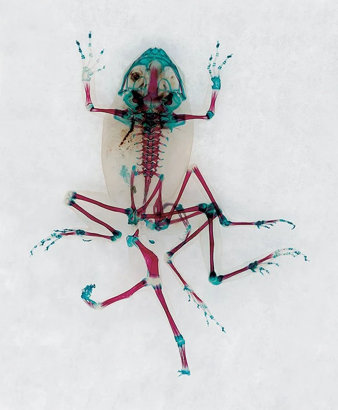 DFA 23: Khárôn. 2001/07. Unique digital-C print on watercolor paper. Cleared and stained Pacific tree frog collected in Aptos, California. In scientific collaboration with Stanley K. Sessions. Title by the poet KuyDelair. 46.5 x 34.5 in.
