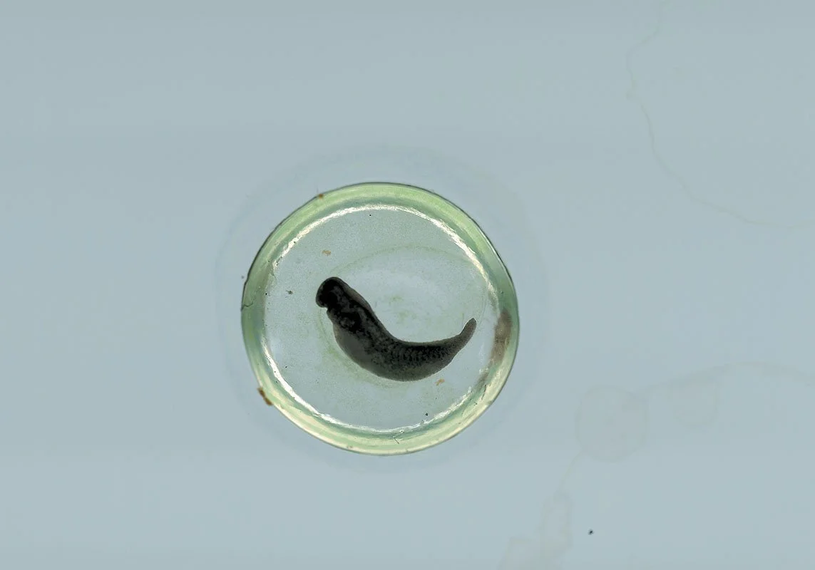 Spotted Salamander Egg, Ambystoma maculatum at 94 hours. 2000/01. Iris prints on Arches watercolor paper. Edition size of 3 plus one artist\'s proof and one printer\'s proof. 34 x 46 inches.