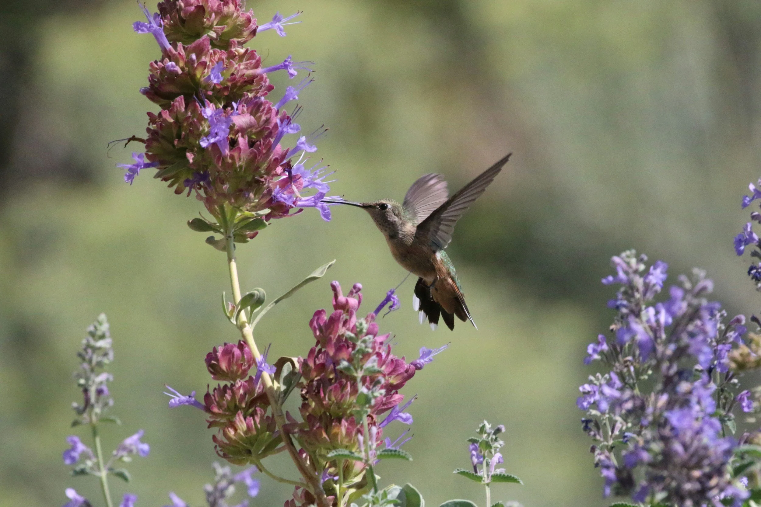 Why Spring Can Hurt When You’re Grieving