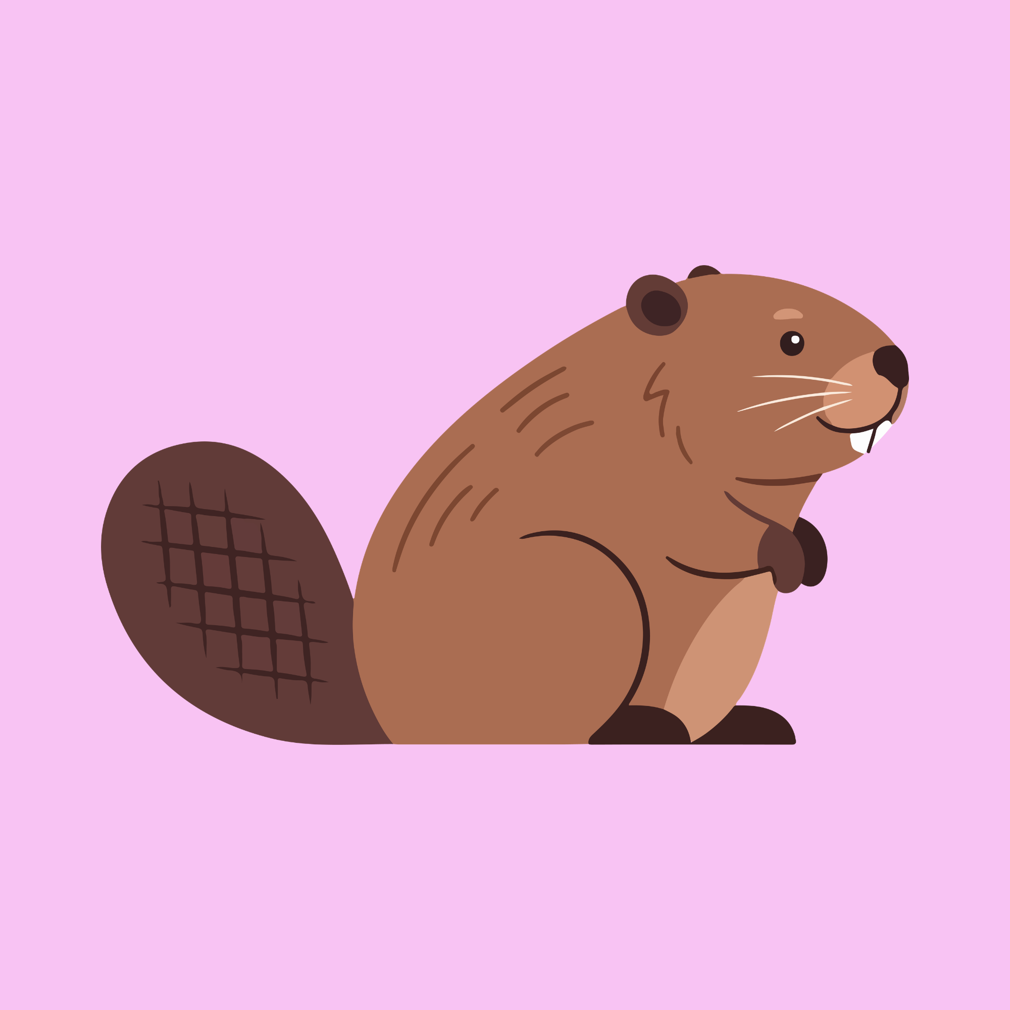 From the Classroom to the Cattails: Burlington's Neufeld Debuts Beaver Exhibit in Concord
