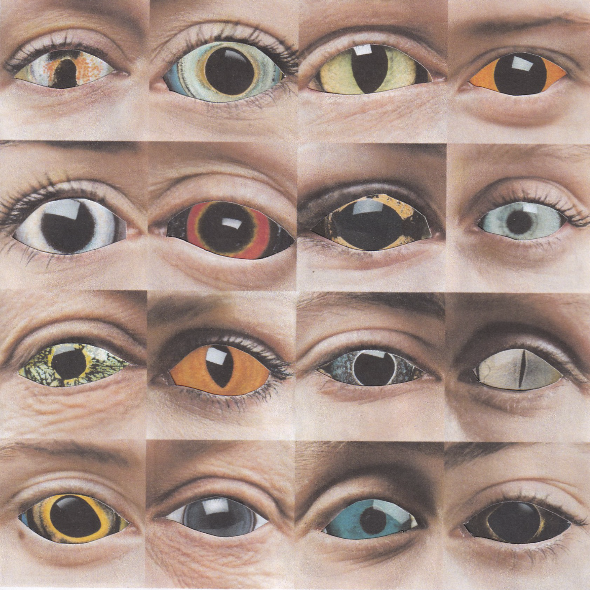 Animal Eyes.png