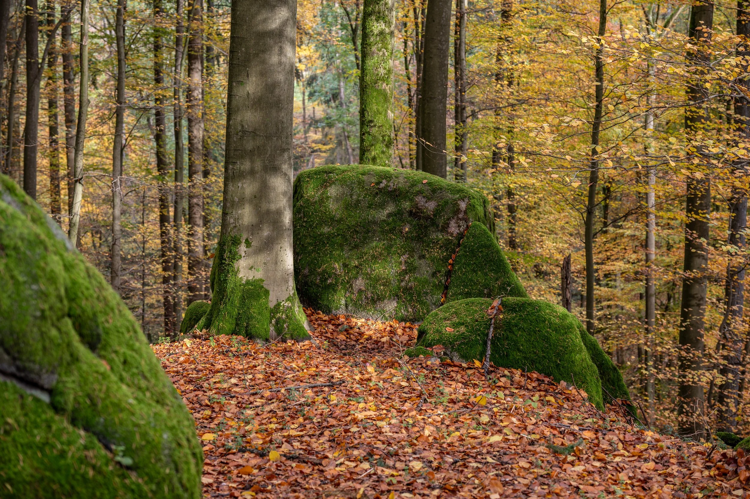 Juhöhe 2 (11 von 32).jpg