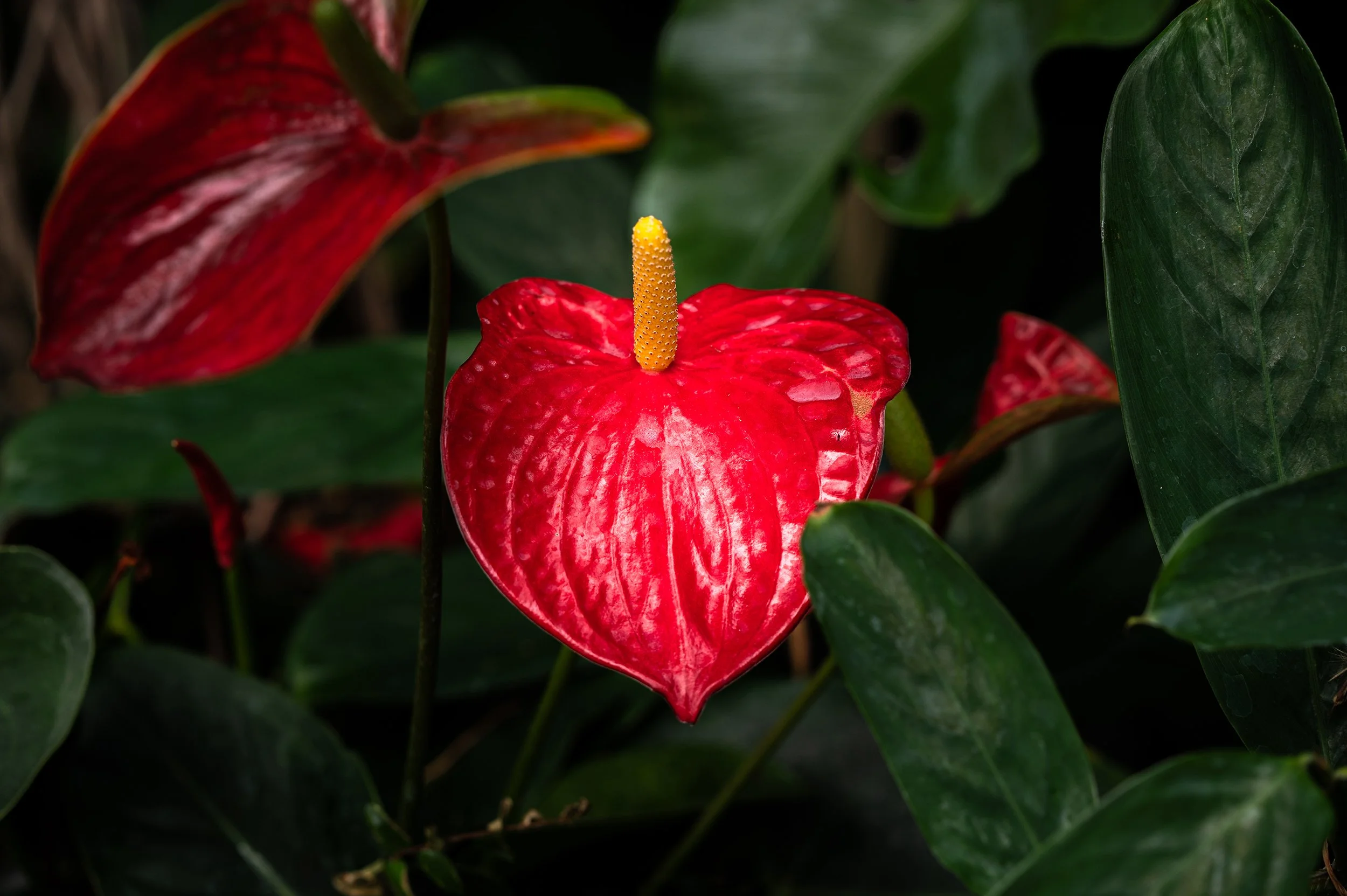 sq Palmengarten-29.jpg