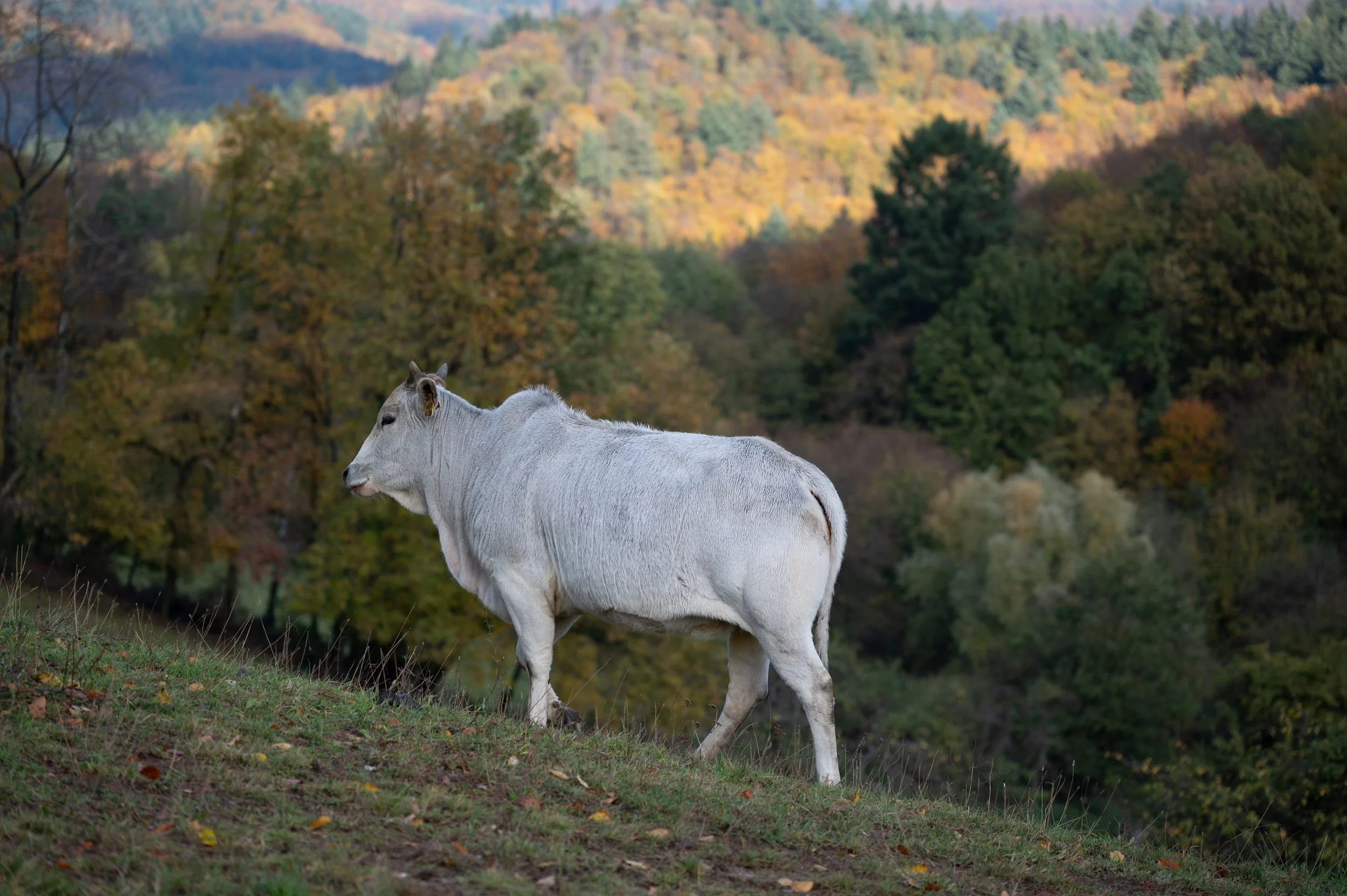 Juhöhe (3 von 31).jpg