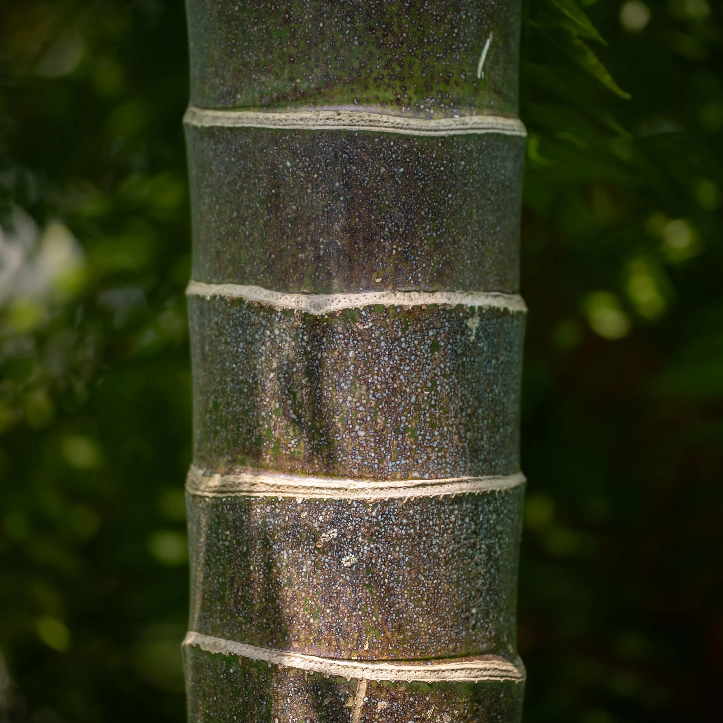 sq Palmengarten 2-4.jpg