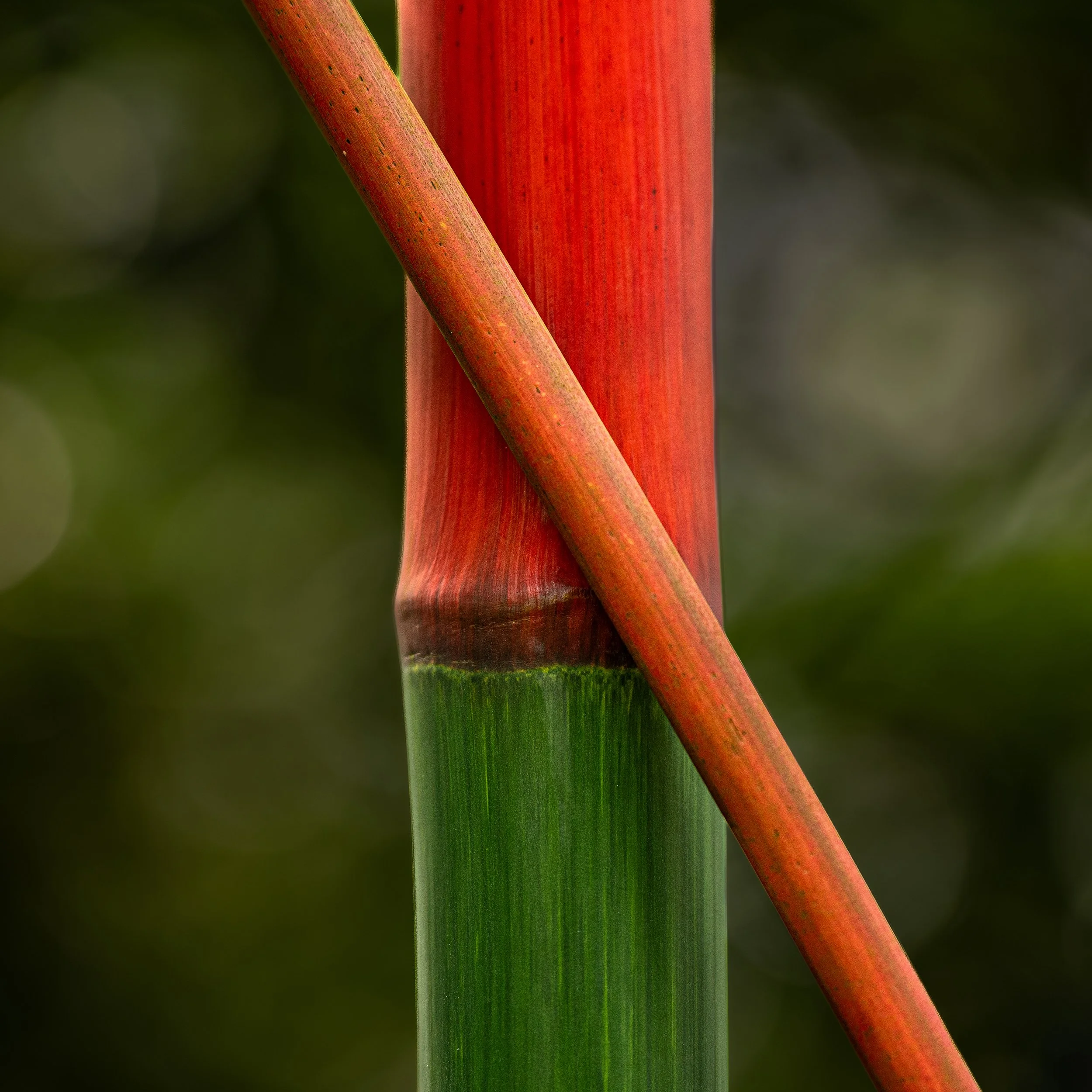 sq Palmengarten 1.jpg