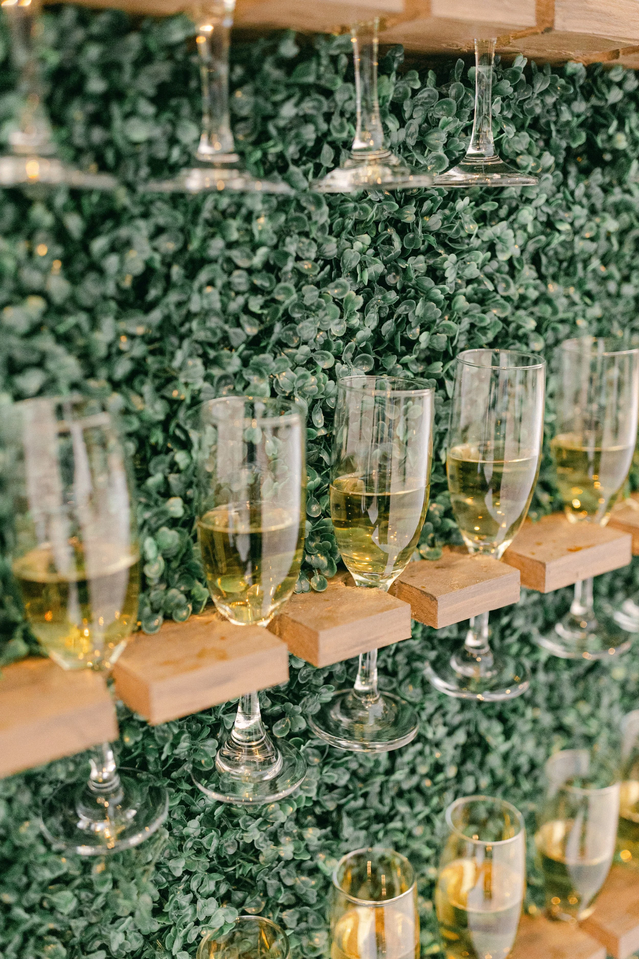 A wall covered in green faux foliage with champagne glasses on a wooden shelf, some filled with champagne.