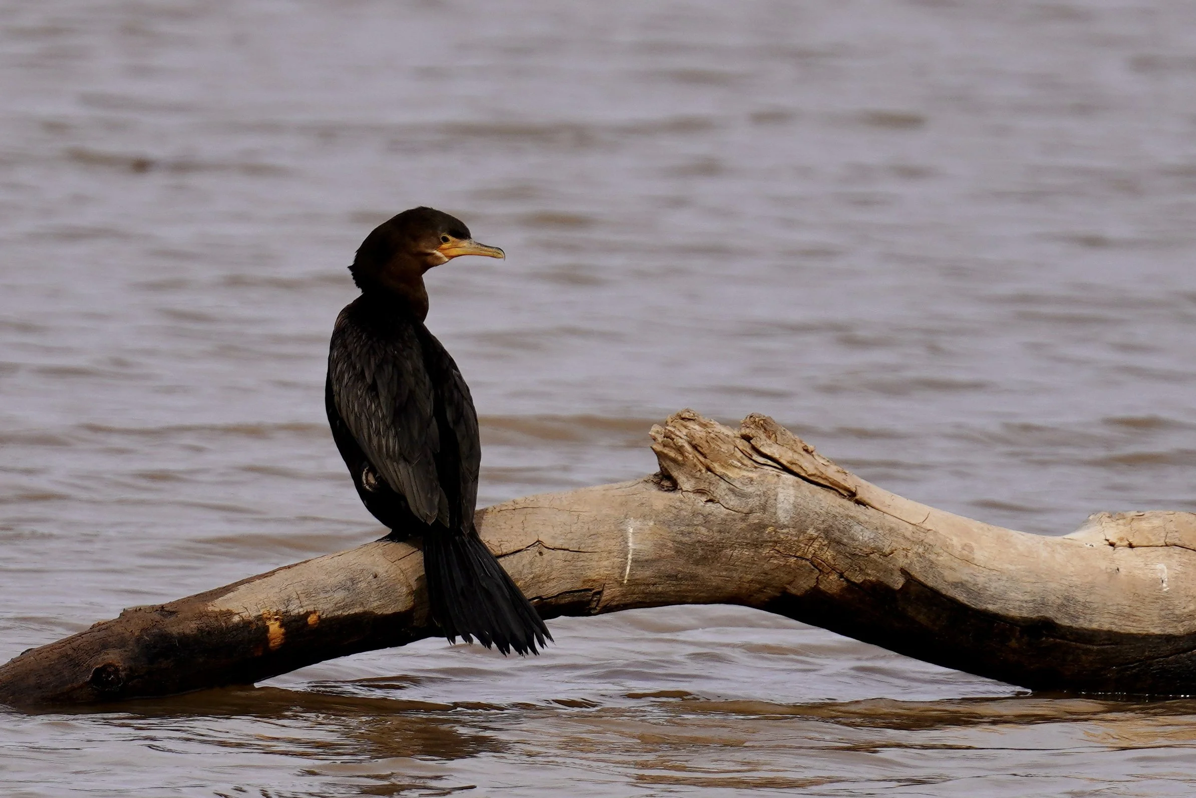Great Cormorant; Bosque Del Apache, NM