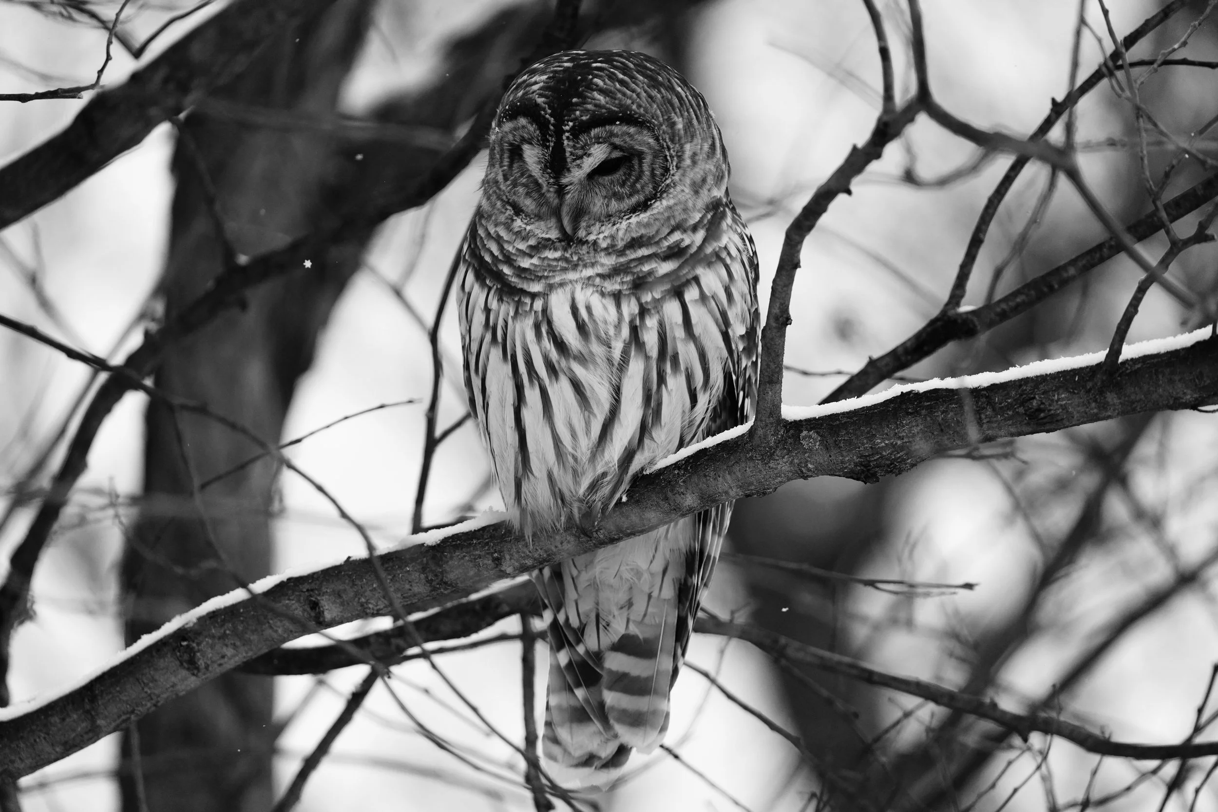 Barred Owl 2 B/W; Dodgeville, WI