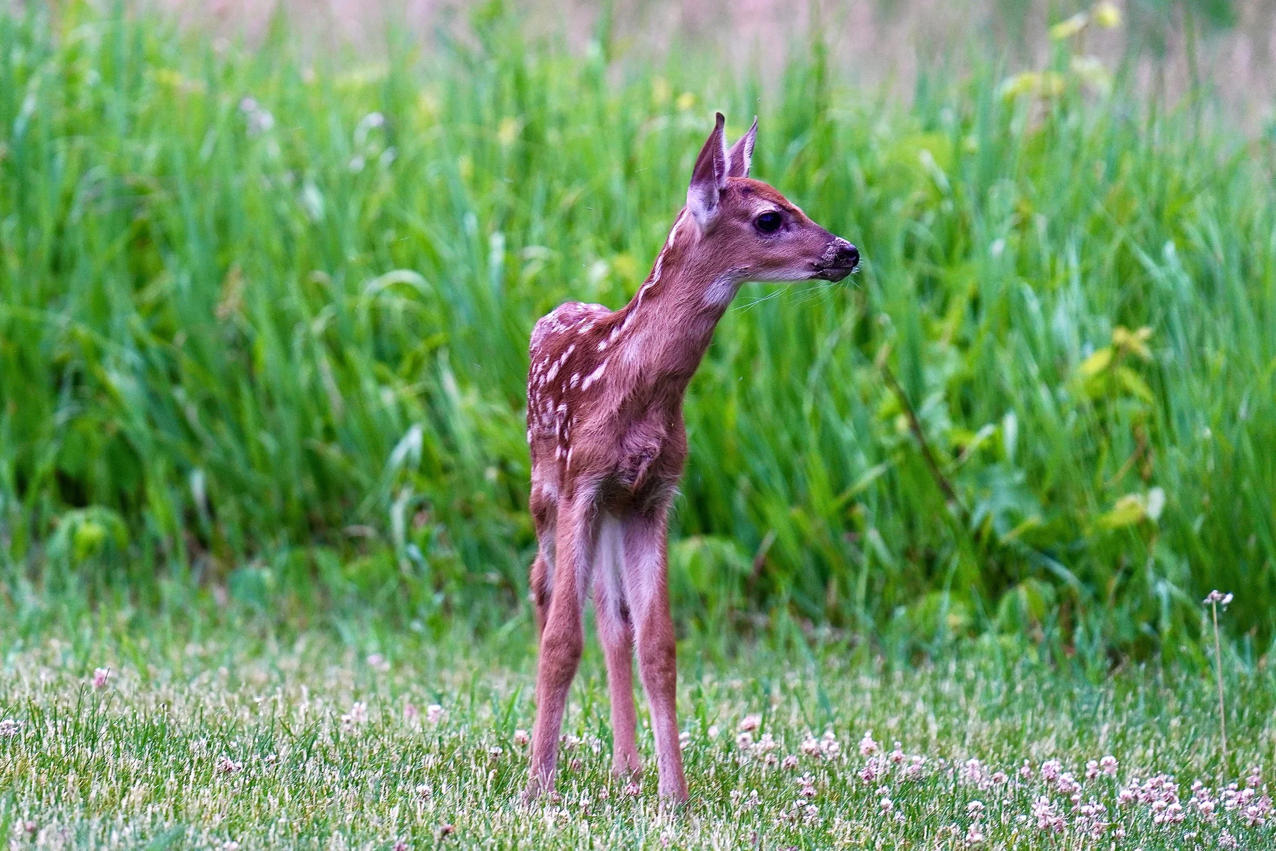 White-Tailed Deer 2; Dodgeville, WI