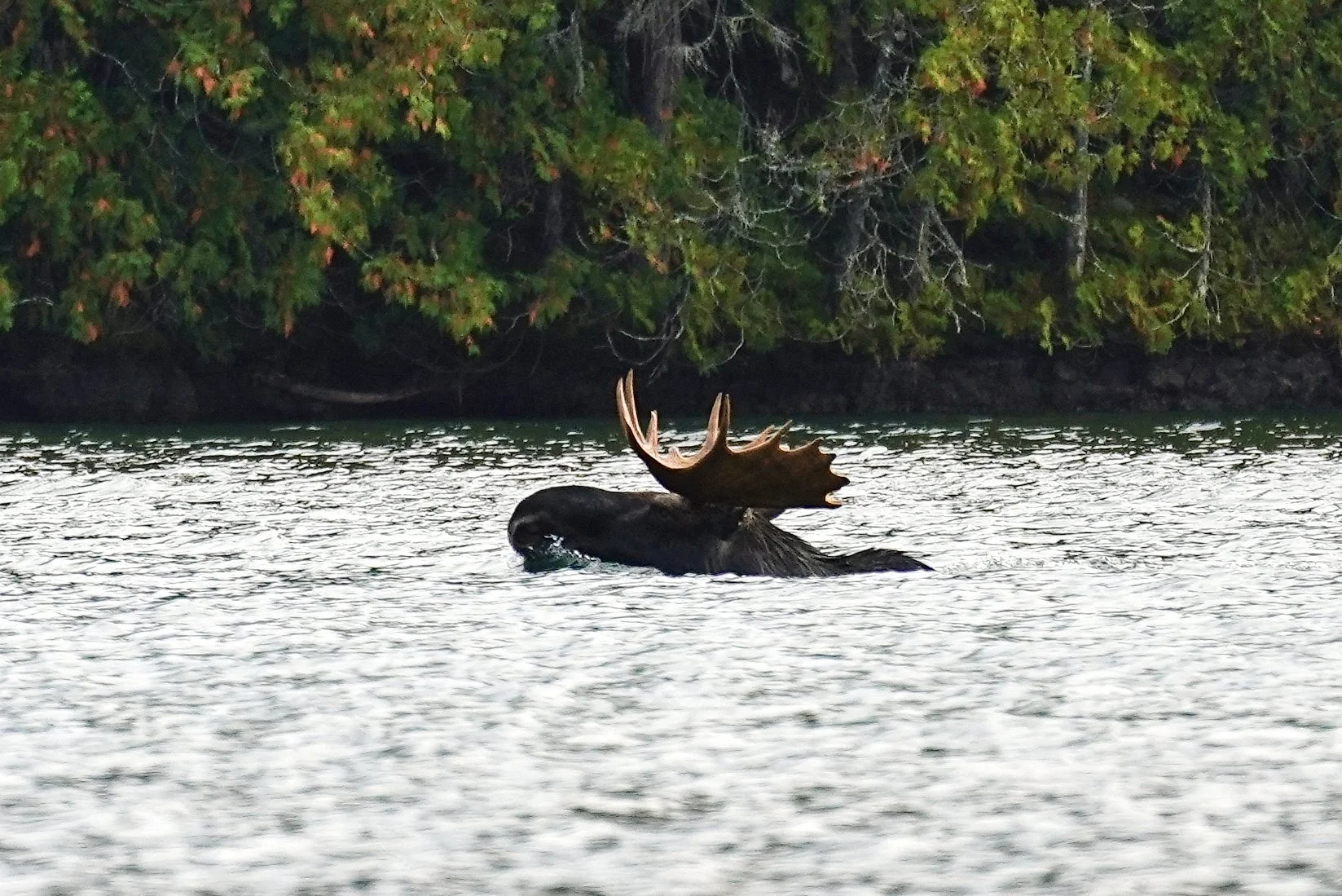 Moose; Quetico Provincial Park, Canada