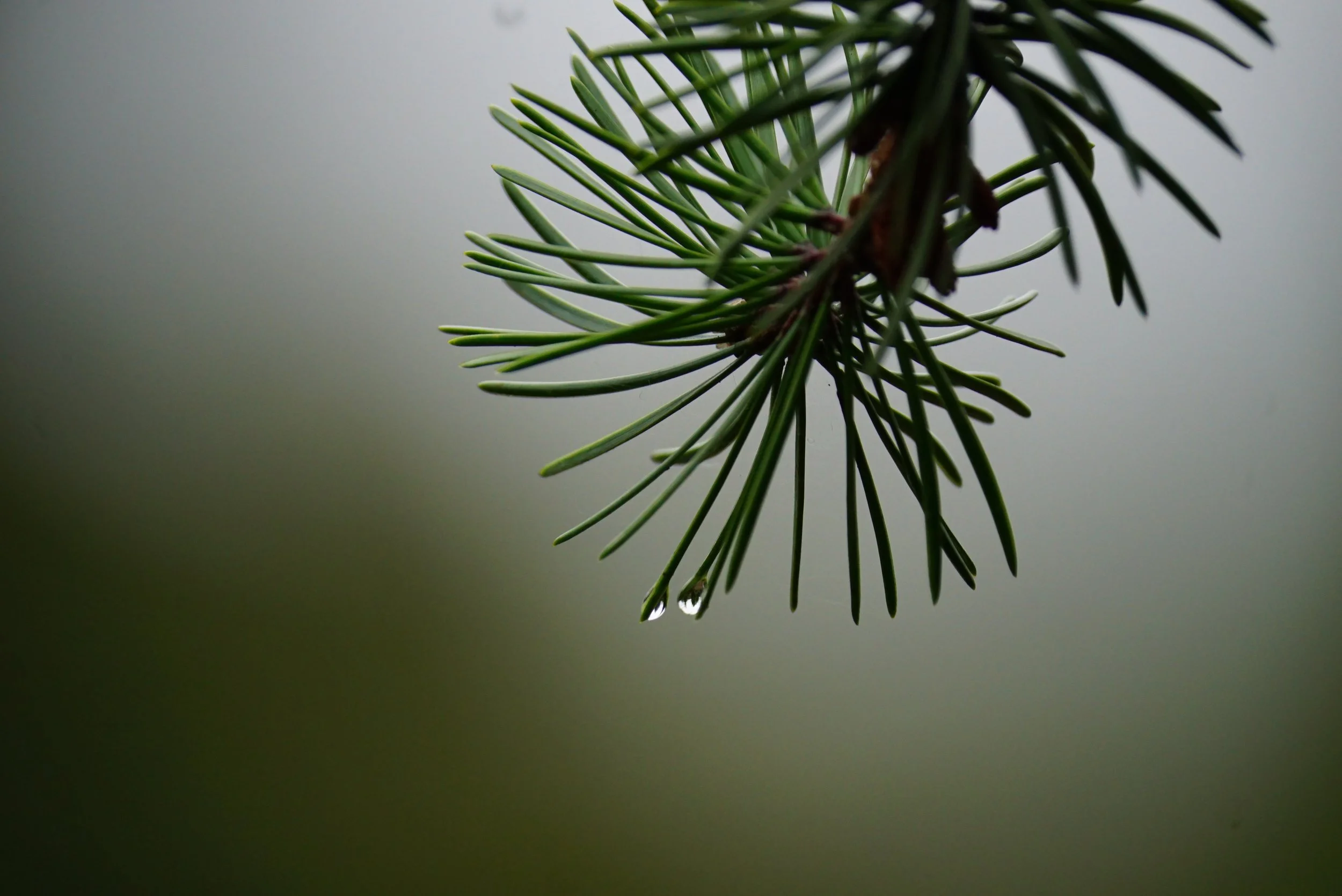 Spruce Bough; Dodgeville, WI