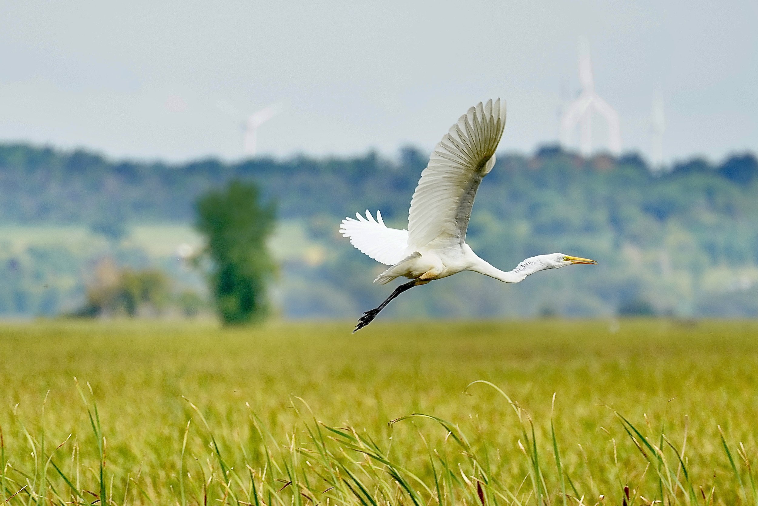 Great Egret 1; Horicon Marsh, WI