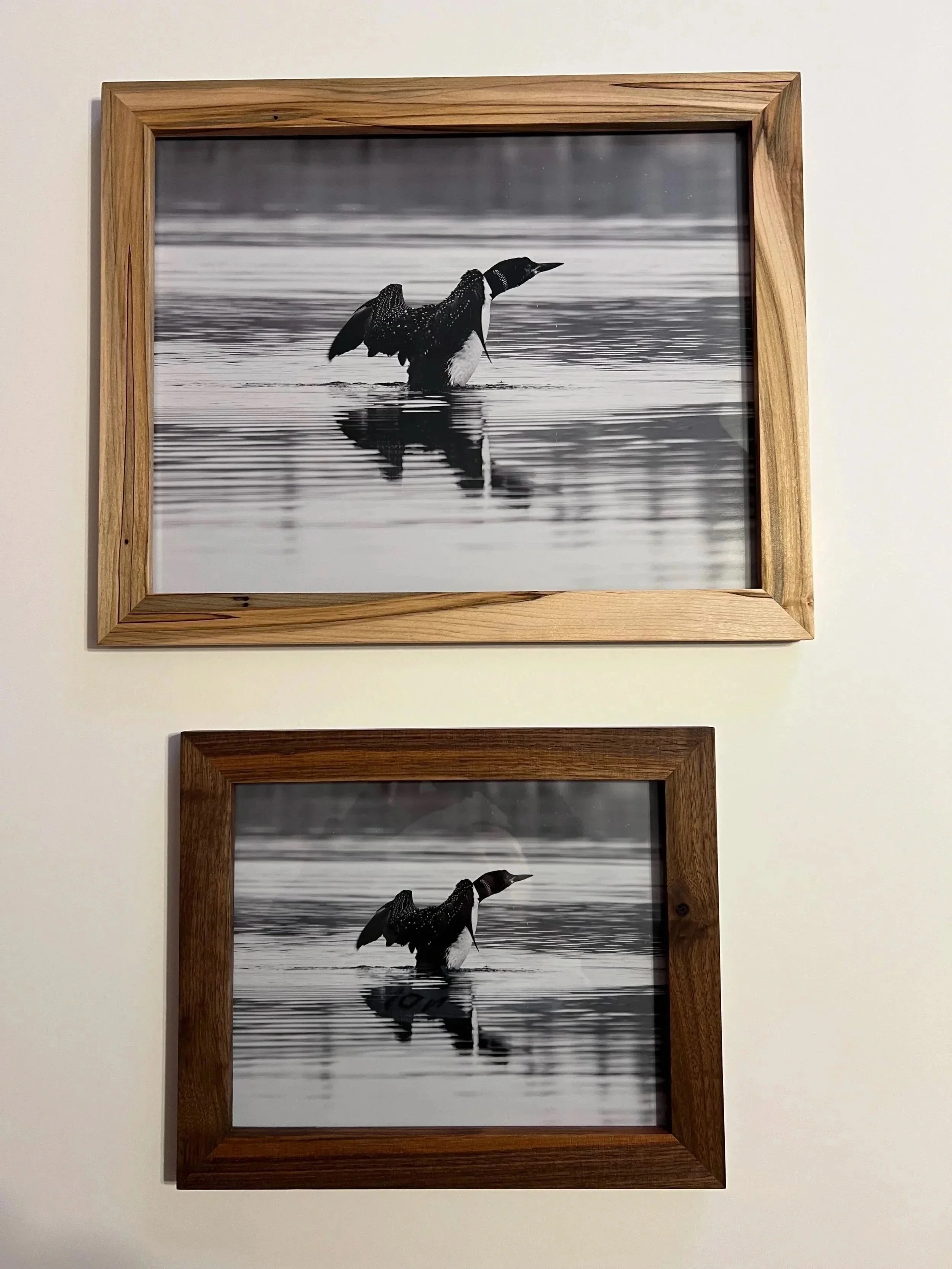 Common Loon; Boundary Waters Canoe Area Wilderness in Ambrosia Maple and Black Walnut Frames
