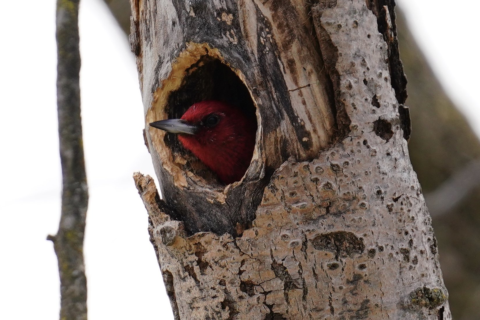 Red-Headed Woodpecker; Dodgeville, WI. 